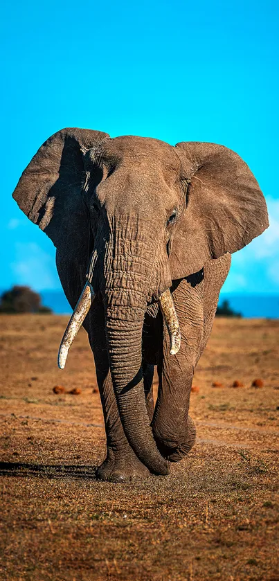 Majestic elephant walking across a safari landscape with vivid blue sky.