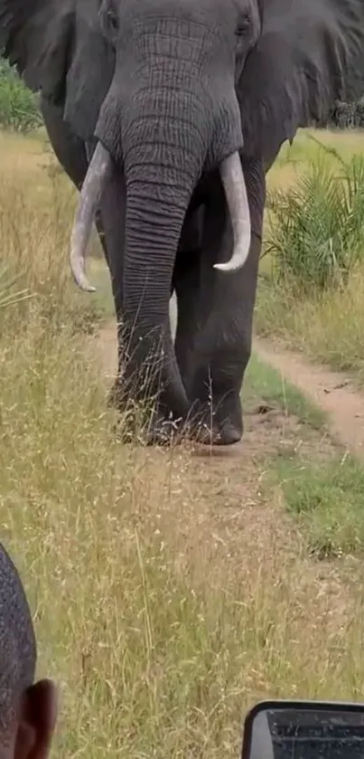 Majestic elephant walking in safari grassland.