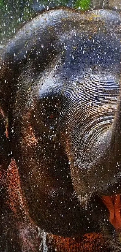 Close-up of an elephant enjoying a refreshing splash.