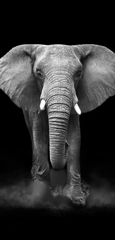 Majestic elephant in black and white mobile wallpaper.