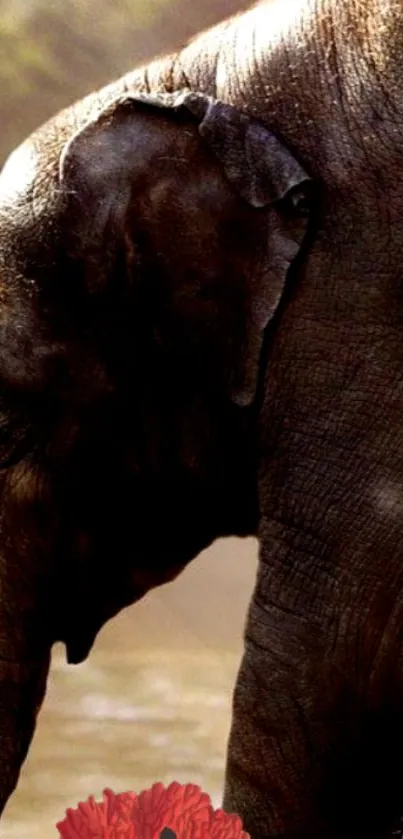 Elephant holding a crimson flower in its trunk.