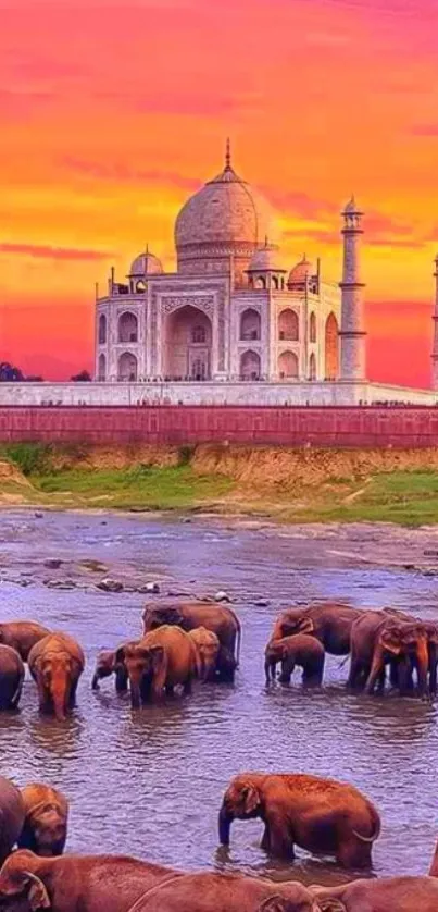 Elephants in river before sunset-lit Taj Mahal.