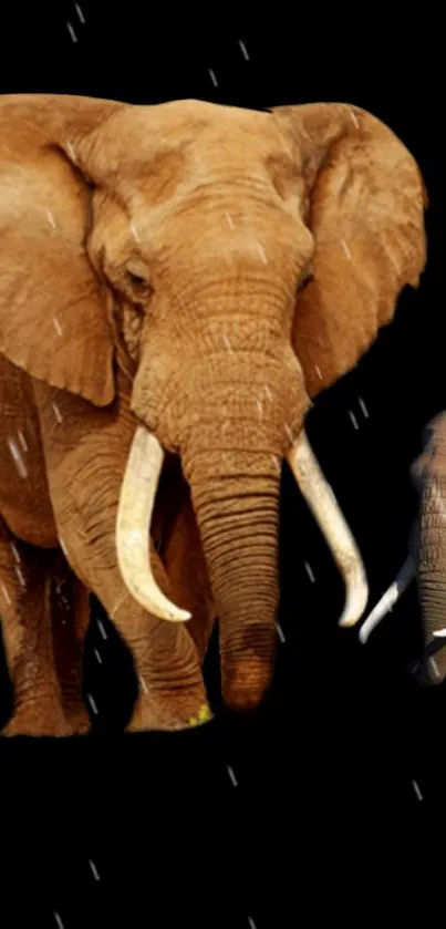 Brown elephants in rain on black background.