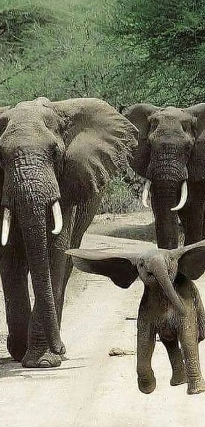 Majestic elephants walking on a forest path in the wild.