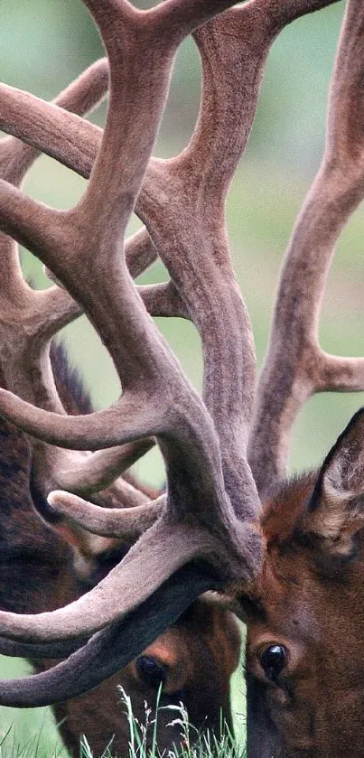 Two elk locking antlers in a natural setting, green background.