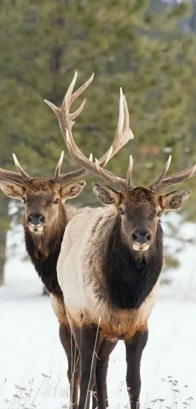 Two majestic elk standing in snowy forest.