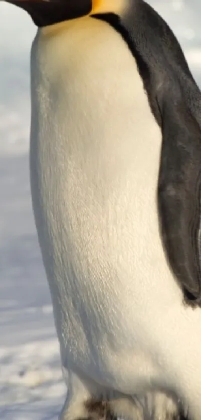 Emperor Penguin standing gracefully on snow.