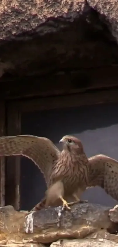 A majestic falcon perched in a stone archway, capturing the essence of the wild.