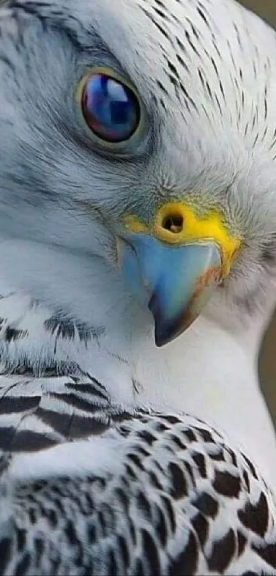 Close-up of a falcon with detailed feathers and a bright yellow beak on a mobile wallpaper.