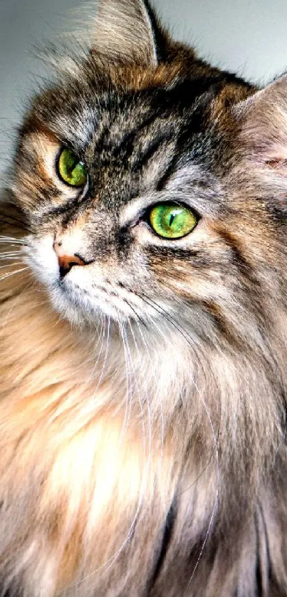 Majestic long-haired cat with green eyes, perfect for mobile wallpaper.