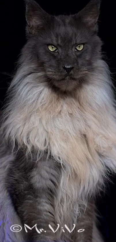 Majestic long-haired cat portrait with a dark, elegant backdrop.