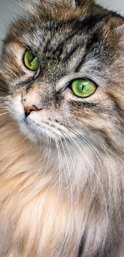 Fluffy cat with green eyes, close-up.