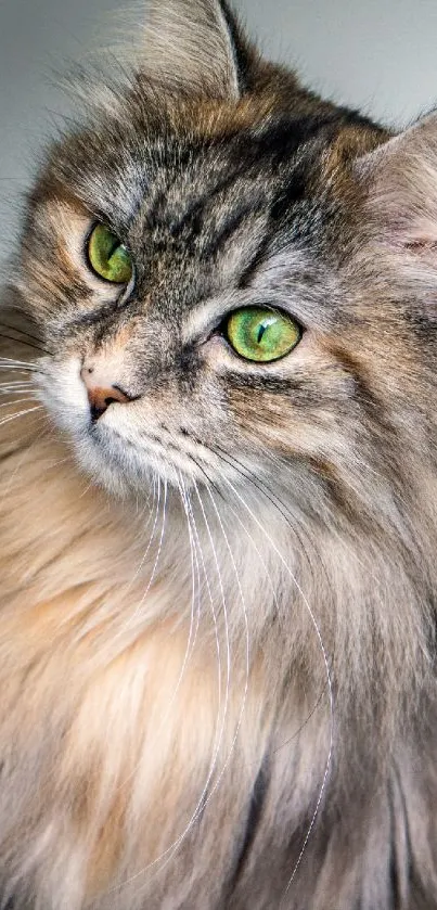 Majestic fluffy cat with green eyes in a serene portrait.