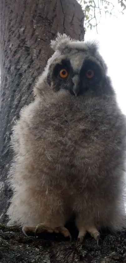 Fluffy owl sitting on tree branch with a natural background.