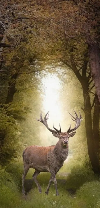 Majestic deer standing in sunlit forest path.