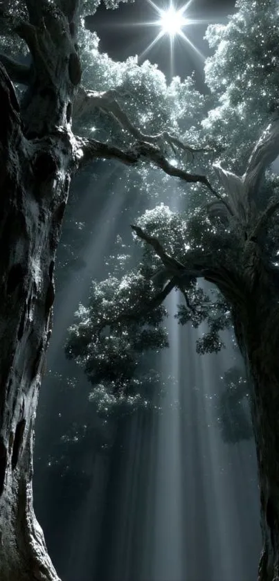 Rays of light filtering through tall forest trees.