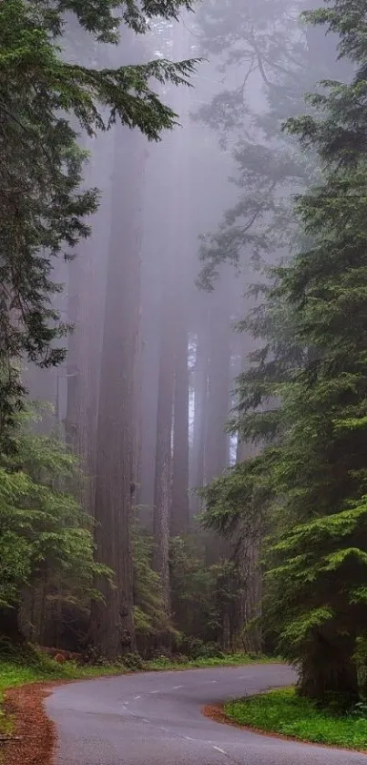 Misty forest road with towering trees and lush green foliage.