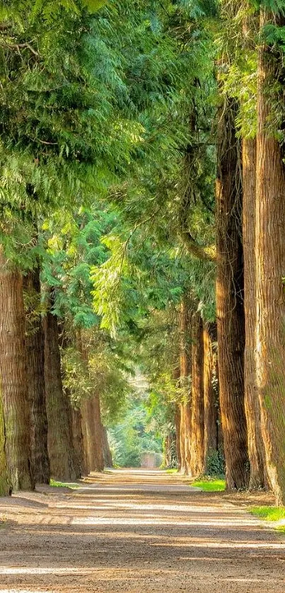 Majestic forest path with towering trees and vibrant green foliage.