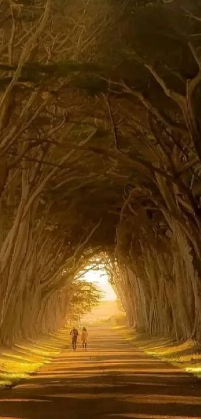 Majestic forest pathway with sunlight streaming through trees.