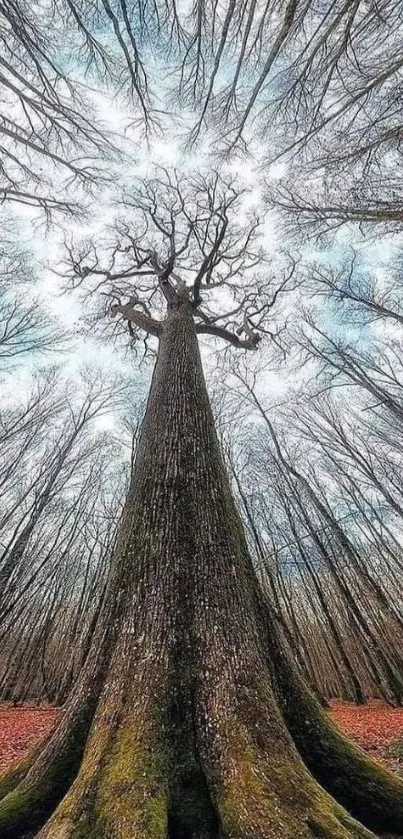 Majestic tree reaching skyward with leaf-covered ground.