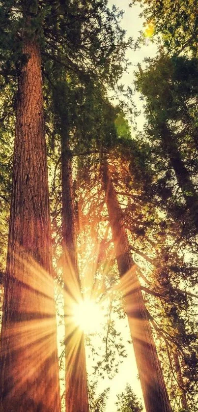 Majestic forest with sunlight streaming through tall trees.