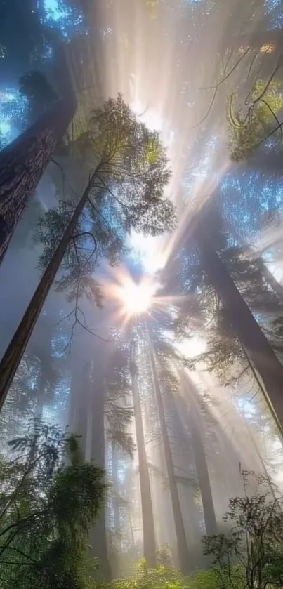 Sunlight streaming through tall forest trees.
