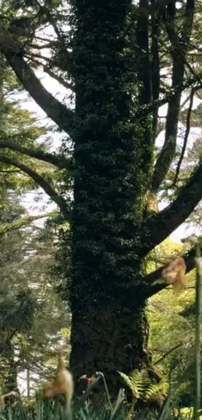 Tall tree surrounded by lush green forest.