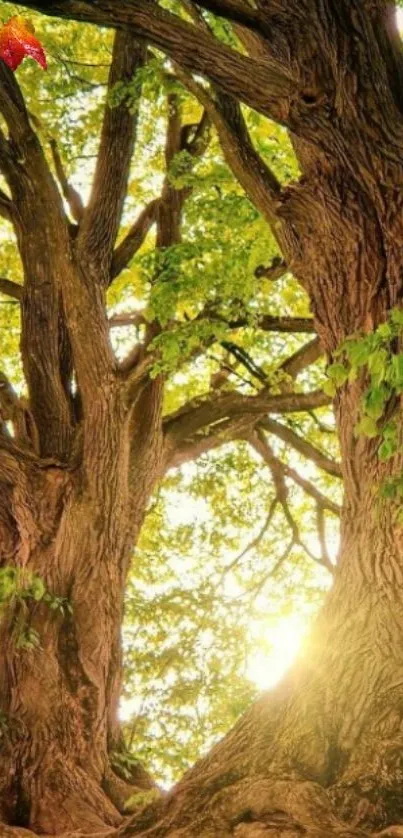 Majestic tree with sunlight filtering through green leaves in a forest setting.