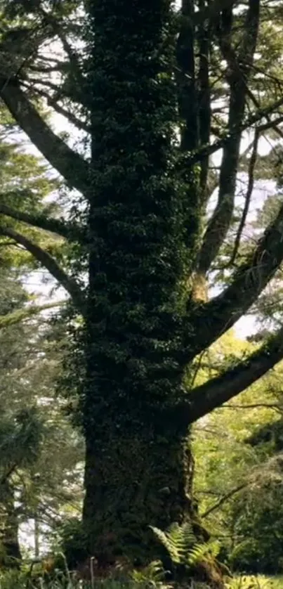 Majestic forest tree with lush greenery in serene landscape.