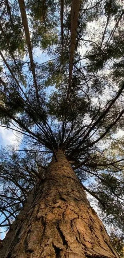 Tall forest tree with sky backdrop mobile wallpaper.