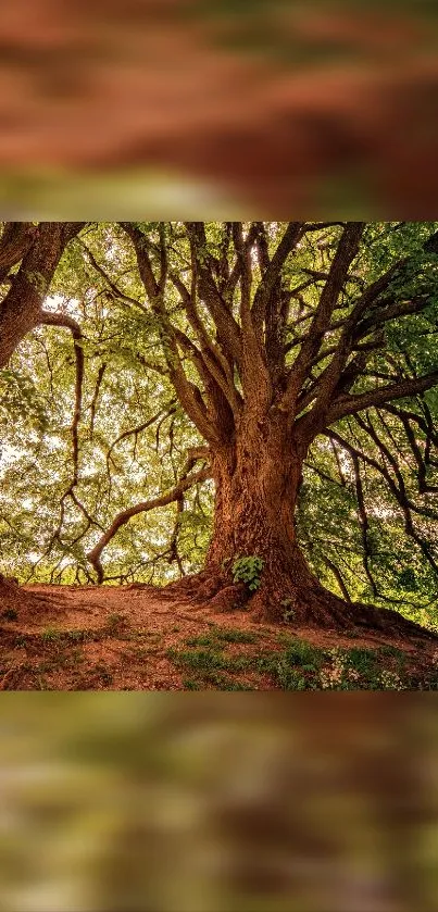 Majestic tree in lush forest wallpaper for mobile display.