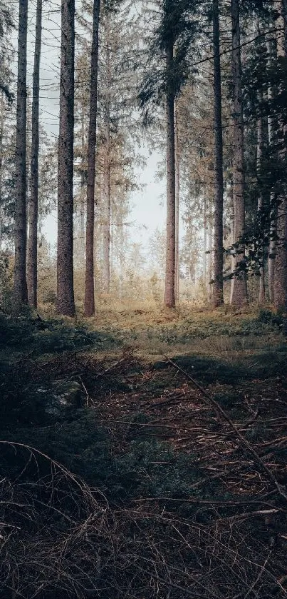 Majestic forest with towering trees and serene scenery.