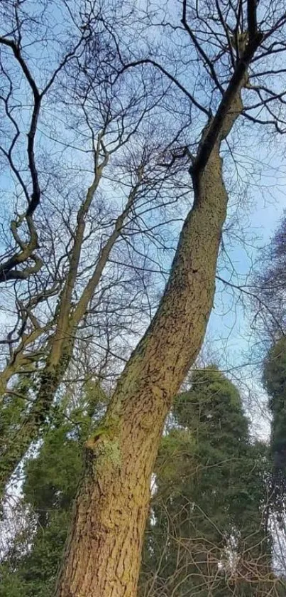 Tall trees beneath a clear blue sky in a serene forest.