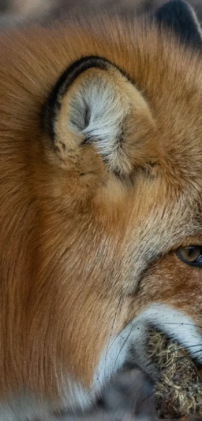 Close-up of a majestic fox with vibrant orange fur, showcasing natural beauty.