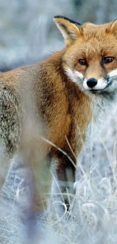 Majestic fox in a frosty forest scene, perfect for mobile wallpaper.