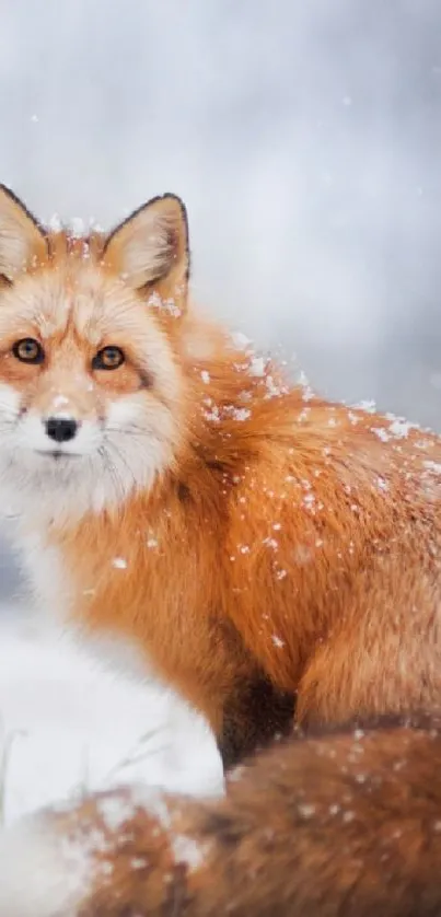 A majestic fox standing gracefully amidst falling snowflakes.