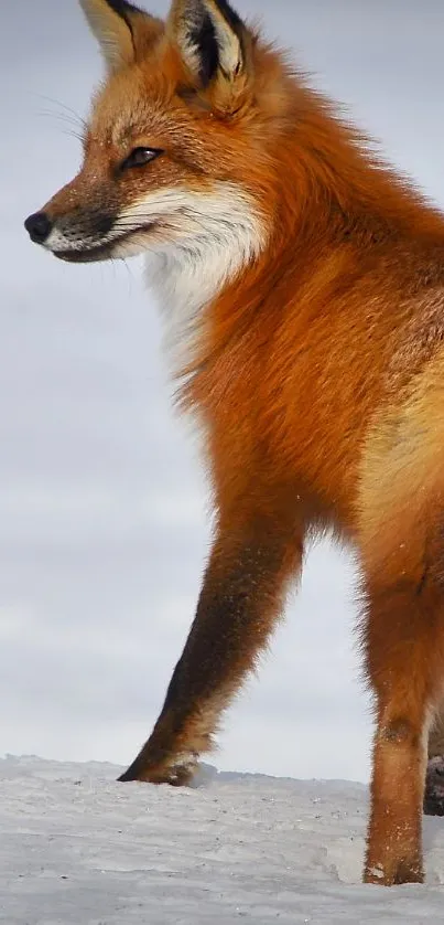 Majestic red fox standing on snowy terrain.