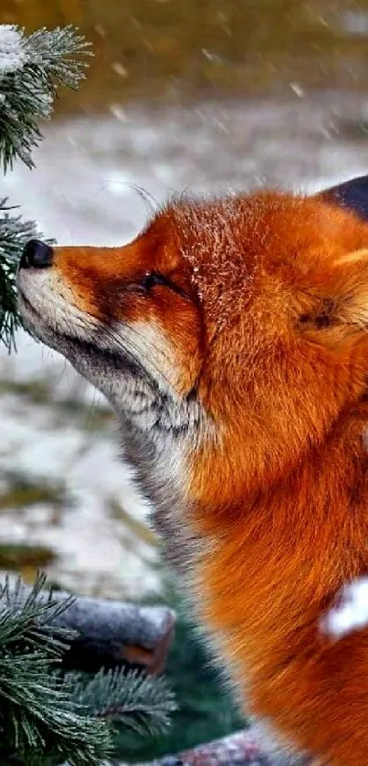 Majestic red fox enjoying a snowy forest.