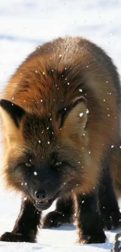 Red fox in snowy landscape with playful expression.