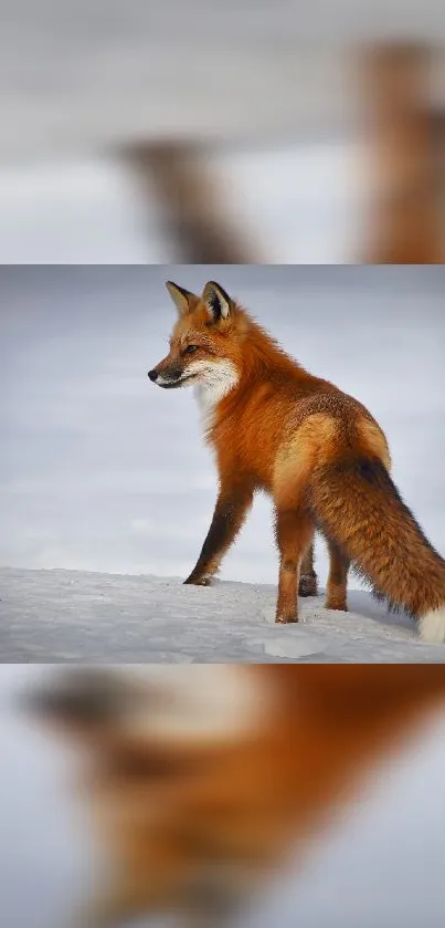 Majestic fox standing on snowy landscape with blurred edges.