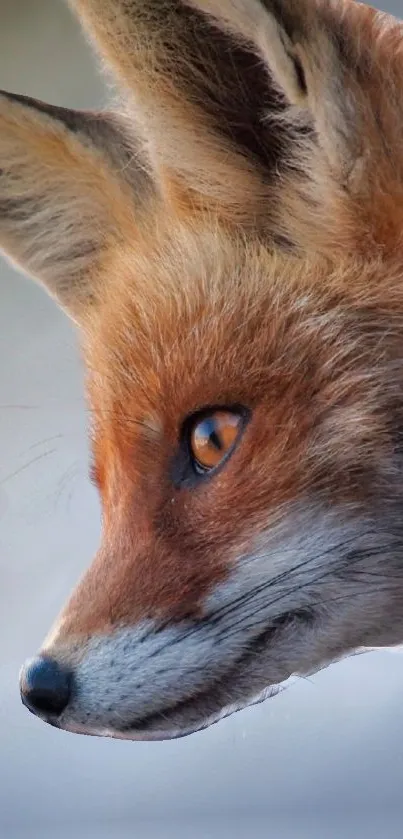 Close-up of a majestic red fox with orange fur and sharp eyes.