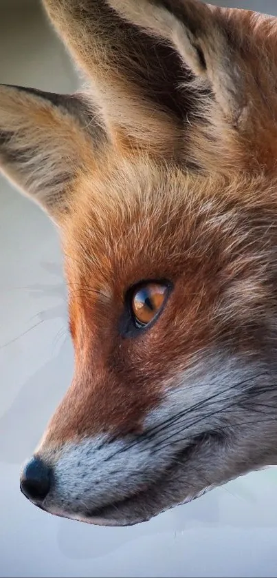 Close-up of a majestic fox with sharp orange eyes.