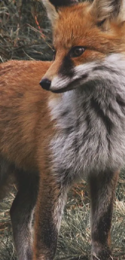 Close-up of a fox in a natural setting, displaying its elegant fur and vibrant colors.