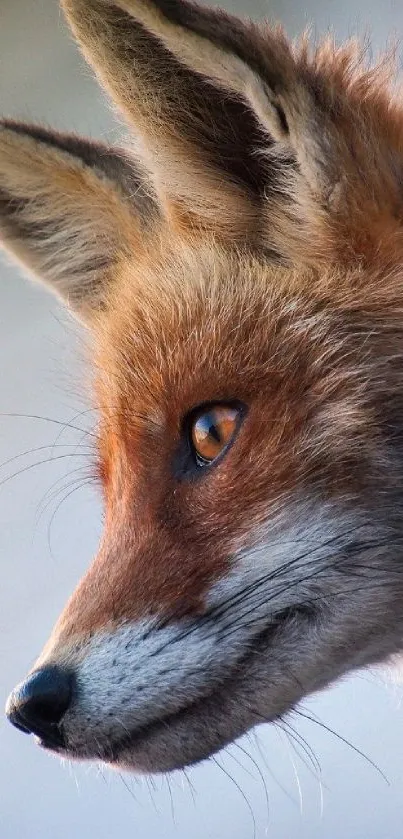 Close-up of a fox with orange fur and striking eyes, ideal for wallpapers.