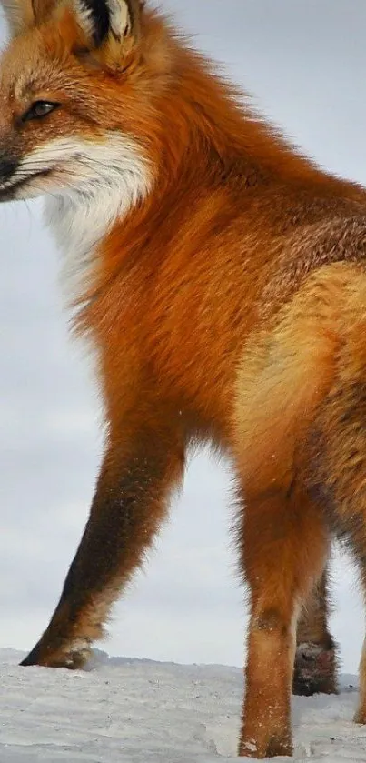 Red fox standing on snowy ground with winter backdrop.