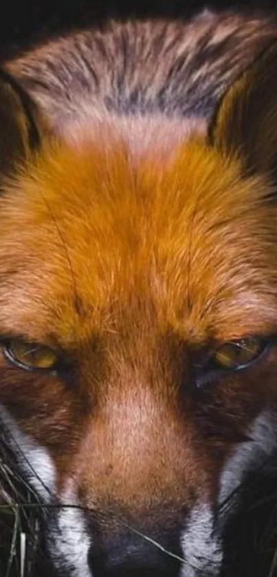 Close-up of a fox with striking orange fur in a natural setting.