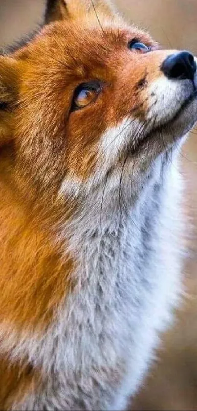 Majestic red fox looking upward in a captivating portrait.