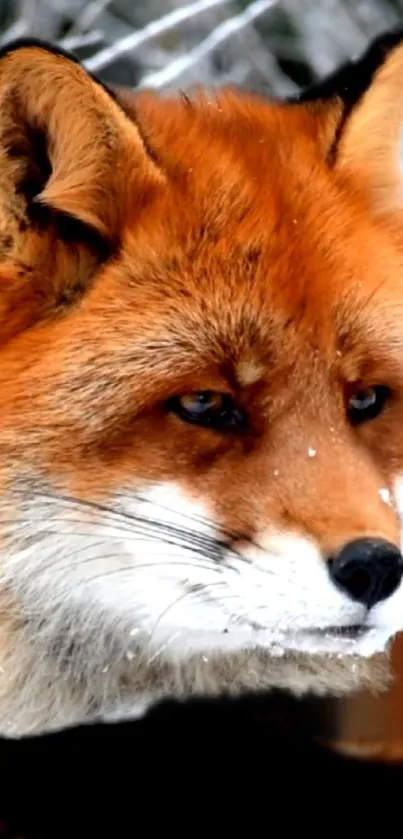 Close-up of a red fox in a snowy background, showcasing its vivid fur.