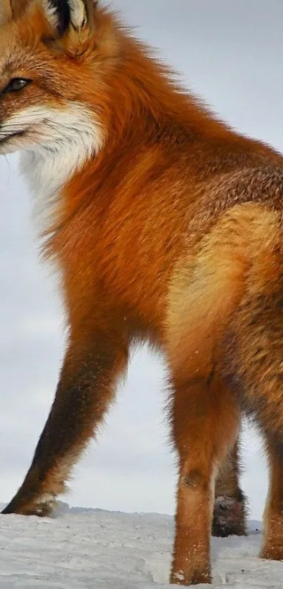 Red fox standing on snowy landscape, vibrant fur.