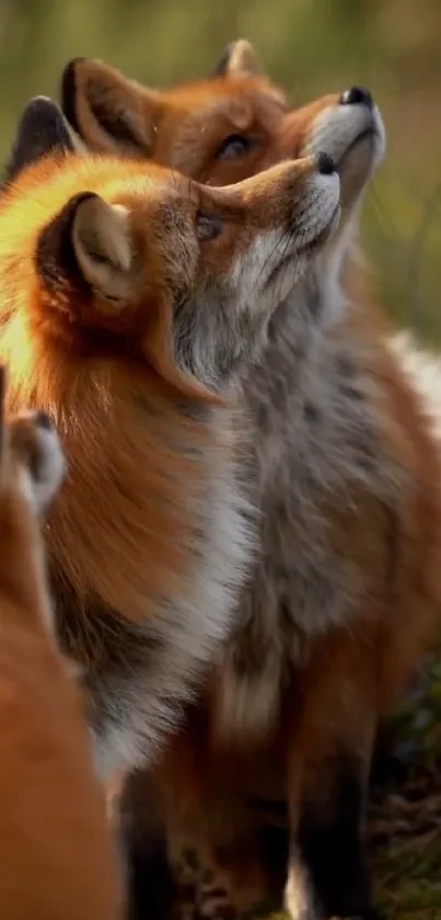 Foxes in a natural setting, looking upwards.